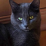 Spyke participe au concours pour gagner de l'argent avec cette photo : cat, gray_cat, charcoal_fur, green_eyes, pet, animal, feline, portrait, close_up, lying_down, relaxed, staring, whiskers, ears, paw, wooden_floor, wooden_cabinet, indoors, home, photography