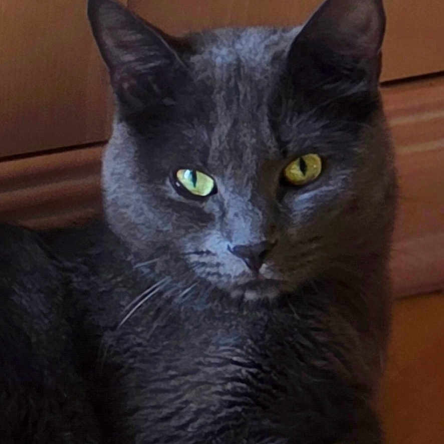 Spyke participe au concours pour gagner de l'argent avec cette photo : cat, gray_cat, charcoal_fur, green_eyes, pet, animal, feline, portrait, close_up, lying_down, relaxed, staring, whiskers, ears, paw, wooden_floor, wooden_cabinet, indoors, home, photography