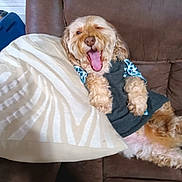 Vince joined the competition — help win amazing prizes! animal, brown_couch, canine, casual, comfort, companion, cozy, cute, dog, fluffy, furniture, home, indoor, pet, pillow, relaxed, resting, sleepy, sweater, yawning