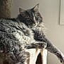 Ulysse participe au concours pour gagner de l'argent avec cette photo : animal, calm, cat, cat_tree, cute, domestic, feline, fluffy, fur, gray, household, indoor, mammal, paw, pet, portrait, relaxed, resting, stretching, whiskers
