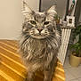 animal, cat, domestic_cat, face, floor_tiles, fluffy, frame, fur, gray_cat, home, indoor, long_hair, looking_at_camera, mirror, pet, plant, potted_plant, table, whiskers, wooden_table