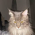 Ulysse