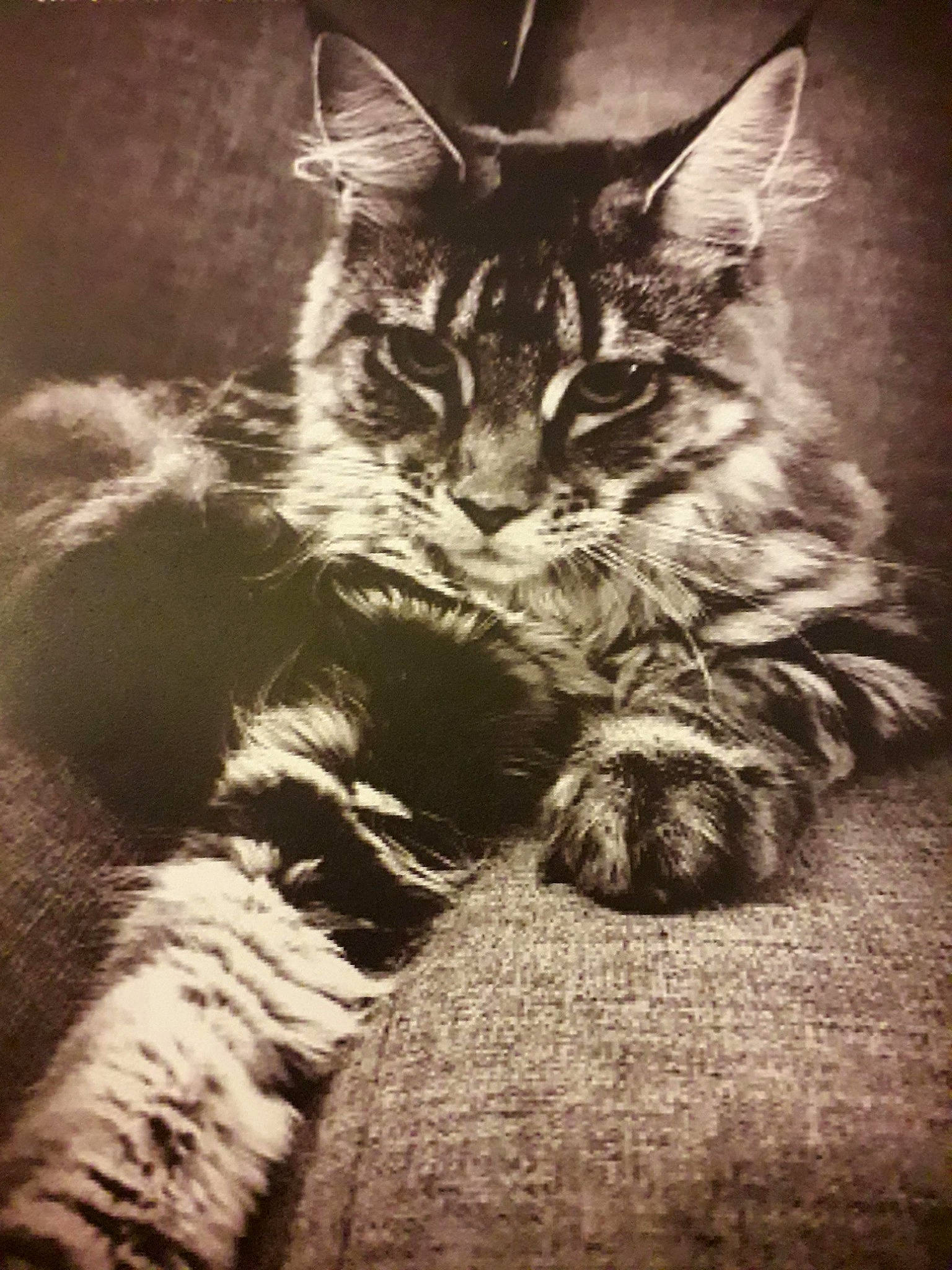 Lucy a rejoint le concours — aidez-le/la à gagner de superbes lots ! asian, black_and_white, carnivore, cat, domestic_short_haired_cat, dragon_li, european_shorthair, felidae, kitten, maine_coon, norwegian_forest_cat, photography, small_to_medium_sized_cats, tabby_cat, whiskers, wild_cat