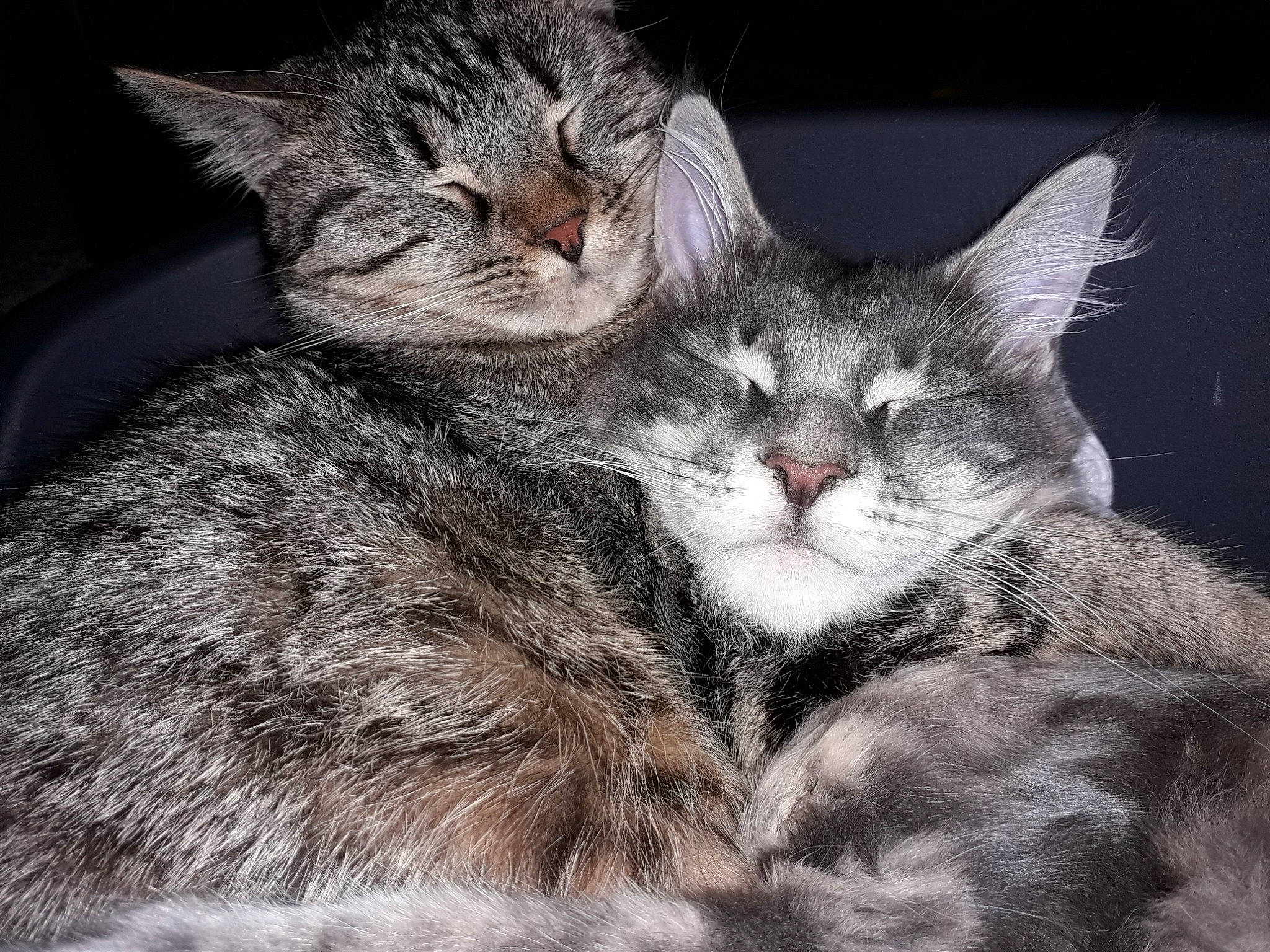 Pilours a rejoint le concours — aidez-le/la à gagner de superbes lots ! american_wirehair, asian, california_spangled, carnivore, cat, domestic_short_haired_cat, dragon_li, ear, egyptian_mau, european_shorthair, felidae, fur, kitten, mammal, nap, pixie_bob, small_to_medium_sized_cats, snout, tabby_cat, whiskers