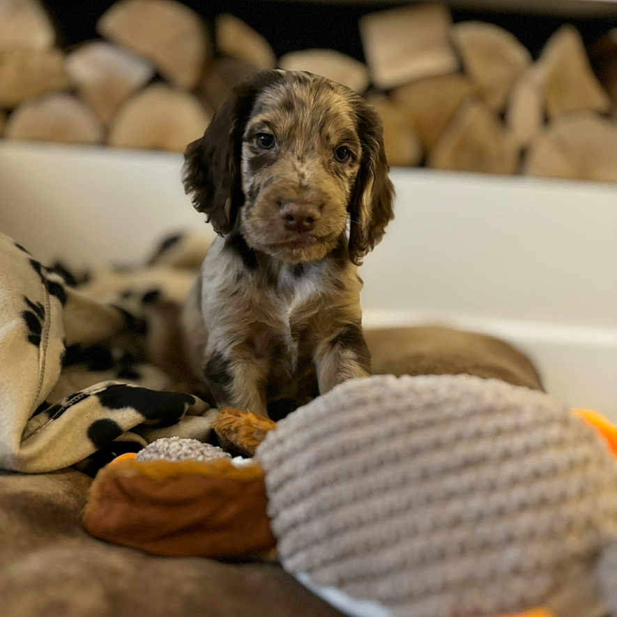 Whiskey is registered to the contest to win money with this photo: animal, architecture, beagle, building, canine, cat, cockerspaniel, couch, dog, furniture, hound, indoors, livingroom, papillon, pet, poodle, puppy, room, terrier, wood