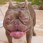 Unter a rejoint le concours — aidez-le/la à gagner de superbes lots ! animal, backyard, brown_fur, canine, close_up, dog, ears_up, face, french_bulldog, garden, grass, happy, outdoor, pet, playful, snout, standing, tile_floor, tongue, tongue_out