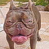 animal, backyard, brown_fur, canine, close_up, dog, ears_up, face, french_bulldog, garden, grass, happy, outdoor, pet, playful, snout, standing, tile_floor, tongue, tongue_out