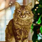 Happy participe au concours pour gagner de l'argent avec cette photo : animal, bokeh, cat, closeup, cute, domestic_animal, ears, eyes, feline, fur, greenery, indoor, light, pet, portrait, relaxed, sitting, tabby_cat, warm_tone, whiskers