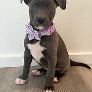Tåsi joined the competition — help win amazing prizes! puppy, dog, blue_eyes, gray_fur, purple_collar, bow, sitting, indoor, floor, white_wall, cute, pet, animal, young_dog, portrait, looking_at_camera, adorable, small, domestic_animal, furry