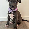 puppy, dog, blue_eyes, gray_fur, purple_collar, bow, sitting, indoor, floor, white_wall, cute, pet, animal, young_dog, portrait, looking_at_camera, adorable, small, domestic_animal, furry
