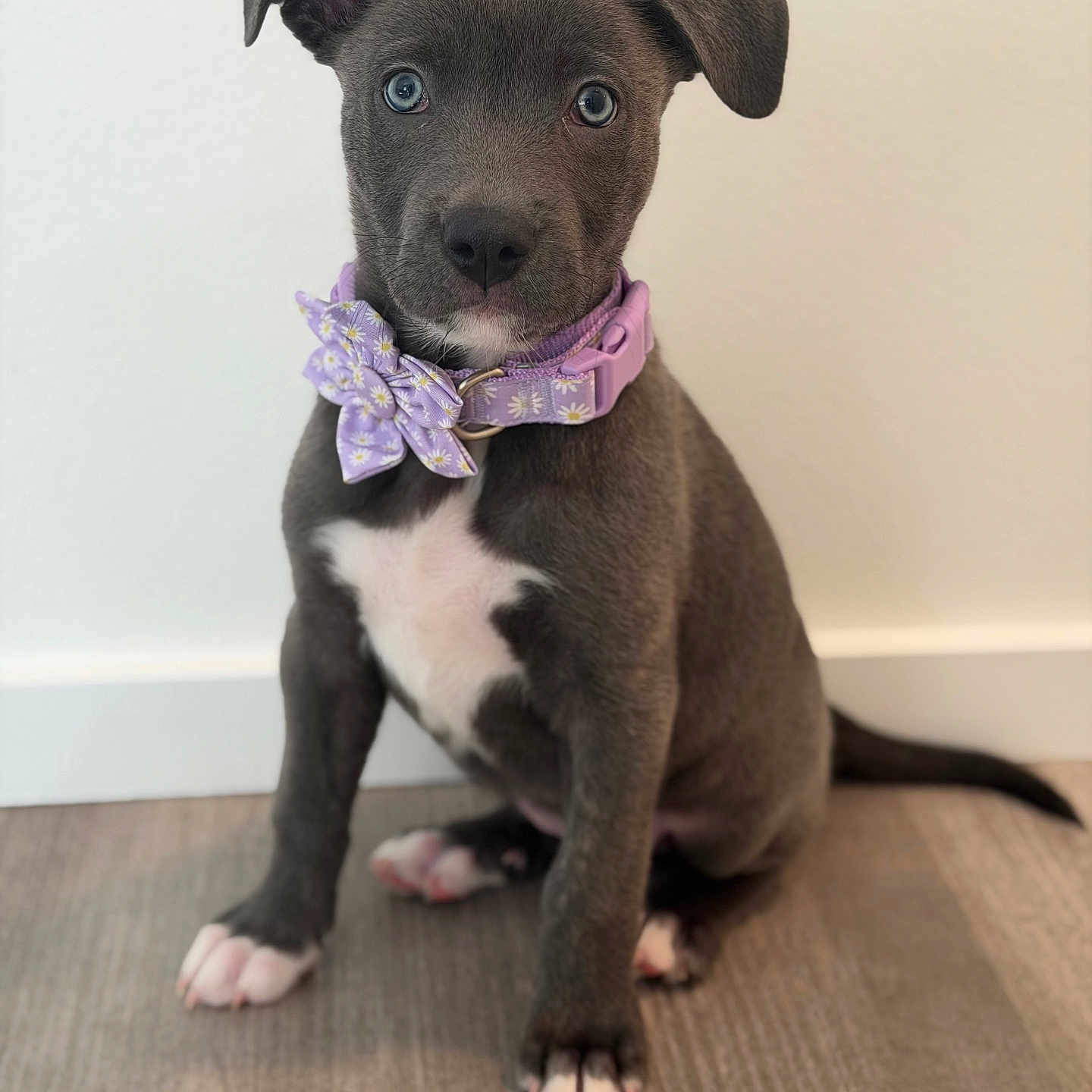 Tåsi joined the competition — help win amazing prizes! puppy, dog, blue_eyes, gray_fur, purple_collar, bow, sitting, indoor, floor, white_wall, cute, pet, animal, young_dog, portrait, looking_at_camera, adorable, small, domestic_animal, furry