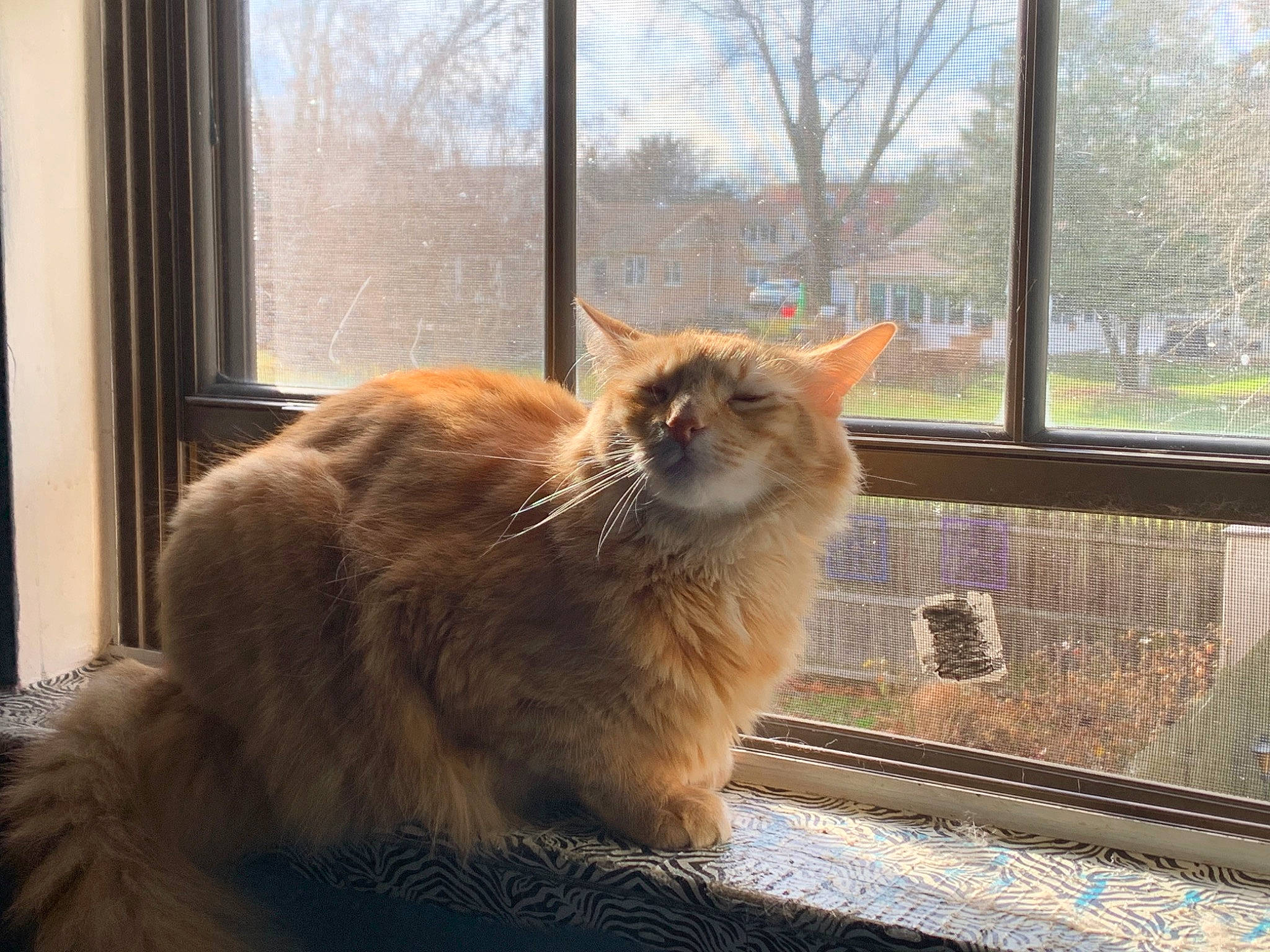 Cas is registered to the contest to win money with this photo: carnivore, cat, domestic_short_haired_cat, eye, fawn, felidae, fur, hardwood, mammal, plant, sky, small_to_medium_sized_cats, snout, tail, terrestrial_animal, tints_and_shades, tree, whiskers, window, wood