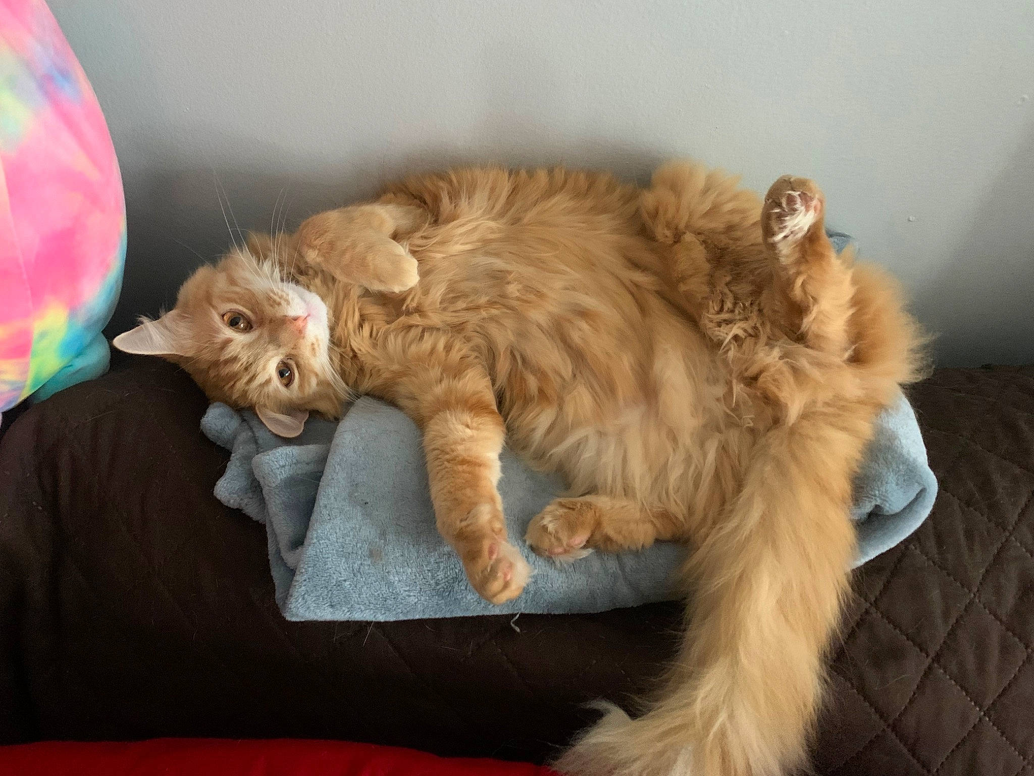 Cas is registered to the contest to win money with this photo: canidae, carnivore, cat, cat_supply, claw, comfort, companion_dog, domestic_short_haired_cat, fawn, felidae, fur, nap, paw, small_to_medium_sized_cats, tail, terrestrial_animal, toy, whiskers