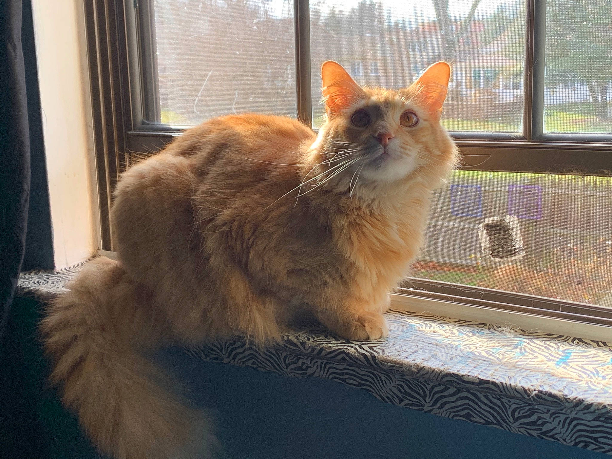 Cas is registered to the contest to win money with this photo: animal_shelter, carnivore, cat, claw, curtain, domestic_short_haired_cat, fawn, felidae, fur, paw, sky, small_to_medium_sized_cats, snout, tail, terrestrial_animal, tree, whiskers, window, wood