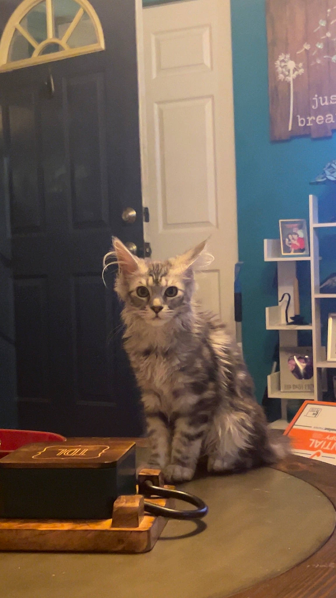 Rain joined the competition — help win amazing prizes! box, carnivore, cat, domestic_short_haired_cat, door, felidae, flooring, fur, hardwood, home_door, paw, room, shelf, small_to_medium_sized_cats, snout, table, tail, whiskers, wood