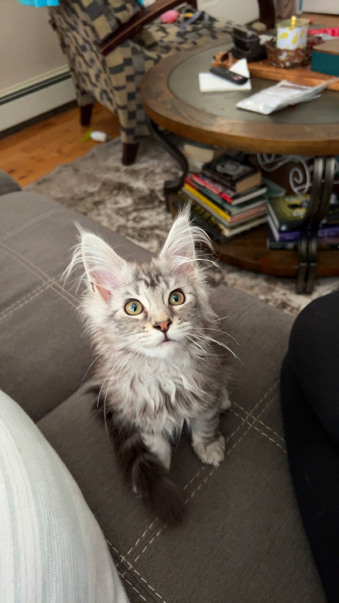 Rain joined the competition — help win amazing prizes! box, carnivore, cat, claw, domestic_short_haired_cat, fawn, felidae, flooring, fur, paw, porcelain, room, sitting, small_to_medium_sized_cats, table, tail, whiskers, wood