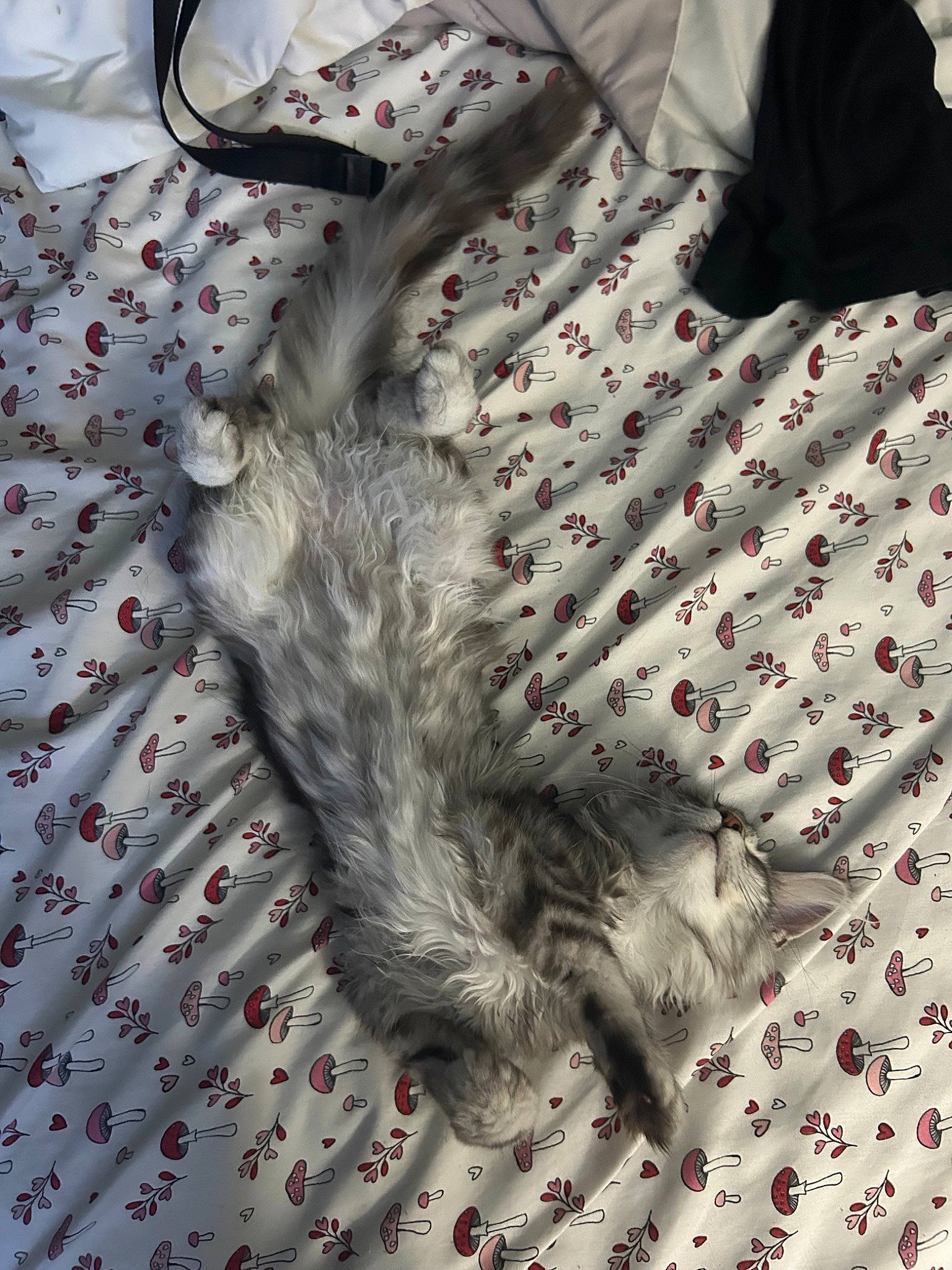 Rain is registered to the contest to win money with this photo: baby_toddler_clothing, cat, collar, day_dress, fashion_accessory, fashion_design, felidae, fur, grey, linens, pattern, sleeve, small_to_medium_sized_cats, tail, textile, top, uniform, white, woven_fabric