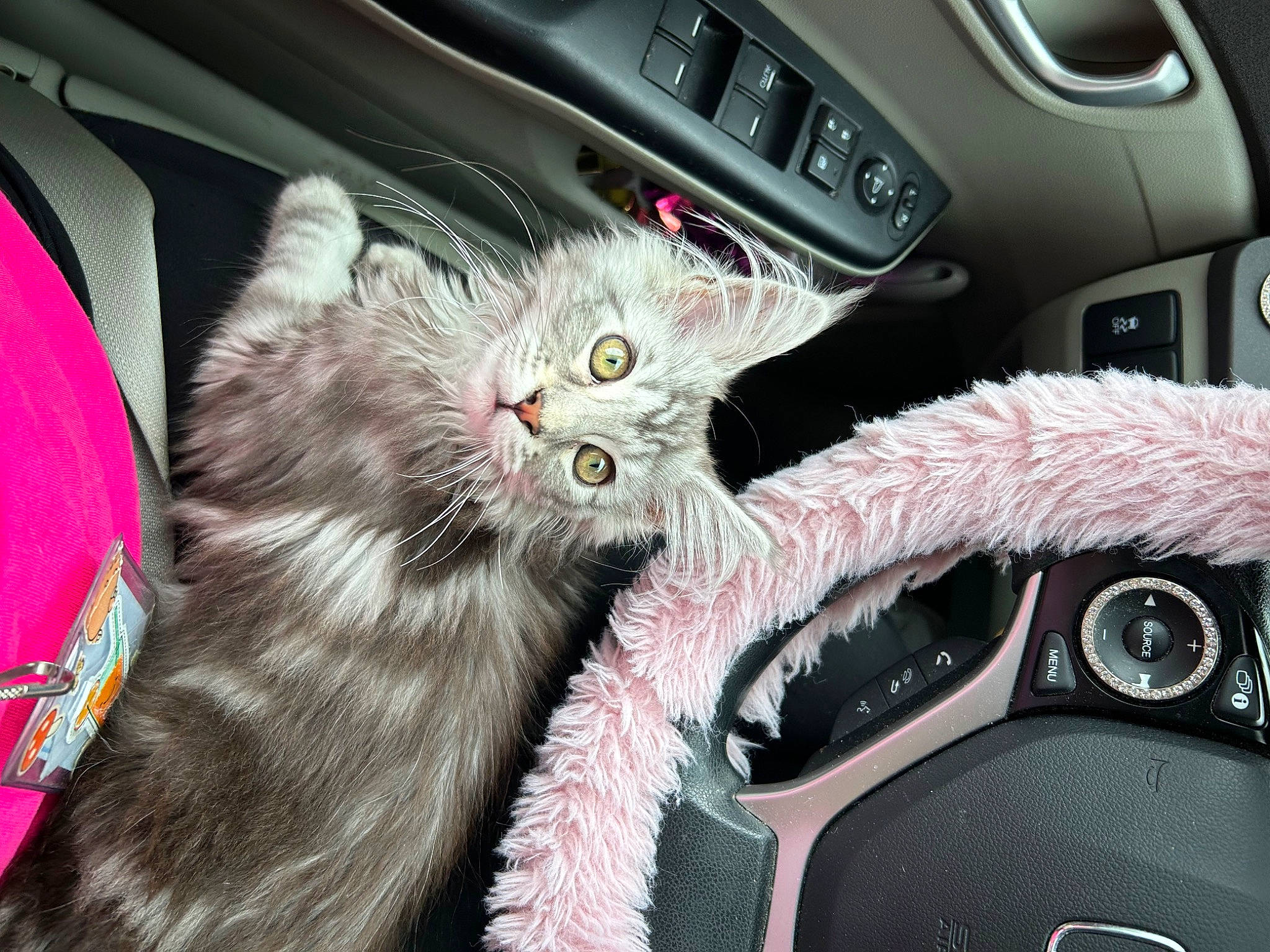 Rain joined the competition — help win amazing prizes! auto_part, automotive_design, car, car_seat, carnivore, cat, center_console, family_car, felidae, fur, gear_shift, hood, motor_vehicle, personal_luxury_car, plant, small_to_medium_sized_cats, snout, steering_wheel, vehicle, whiskers