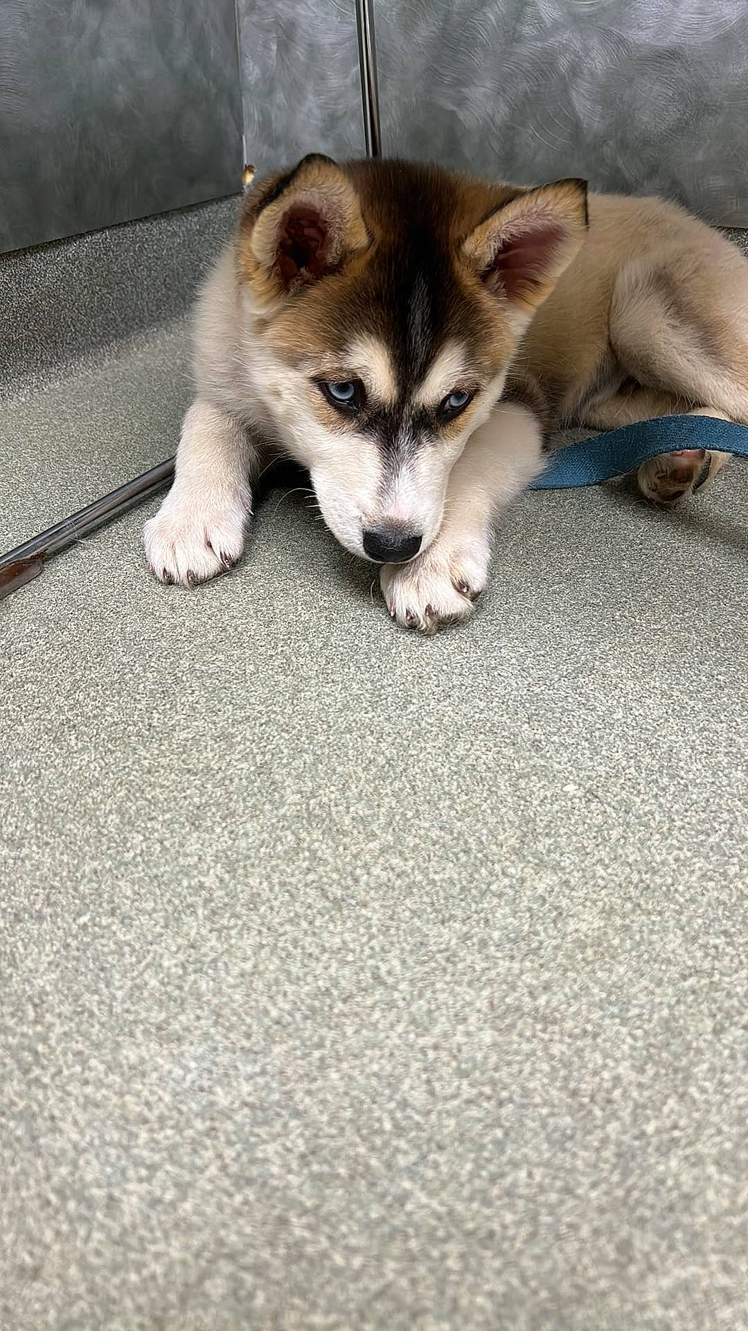 Bandit is registered to the contest to win money with this photo: asphalt, canidae, canis, carnivore, companion_dog, dog, dog_breed, fawn, flooring, foot, fur, paw, road_surface, siberian_husky, sled_dog, sporting_group, tail, terrestrial_animal, whiskers, working_animal