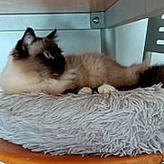 Jaïna participe au concours pour gagner de l'argent avec cette photo : cat, siamese_cat, fluffy, bed, gray_bed, furniture, wood, metal_shelf, indoor, pet, animal, resting, side_view, blue_eyes, fur, cozy, relaxed, whiskers, paws, looking_away