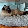 animal, bed, blue_eyes, cat, cozy, fluffy, fur, furniture, gray_bed, indoor, looking_away, metal_shelf, paws, pet, relaxed, resting, siamese_cat, side_view, whiskers, wood