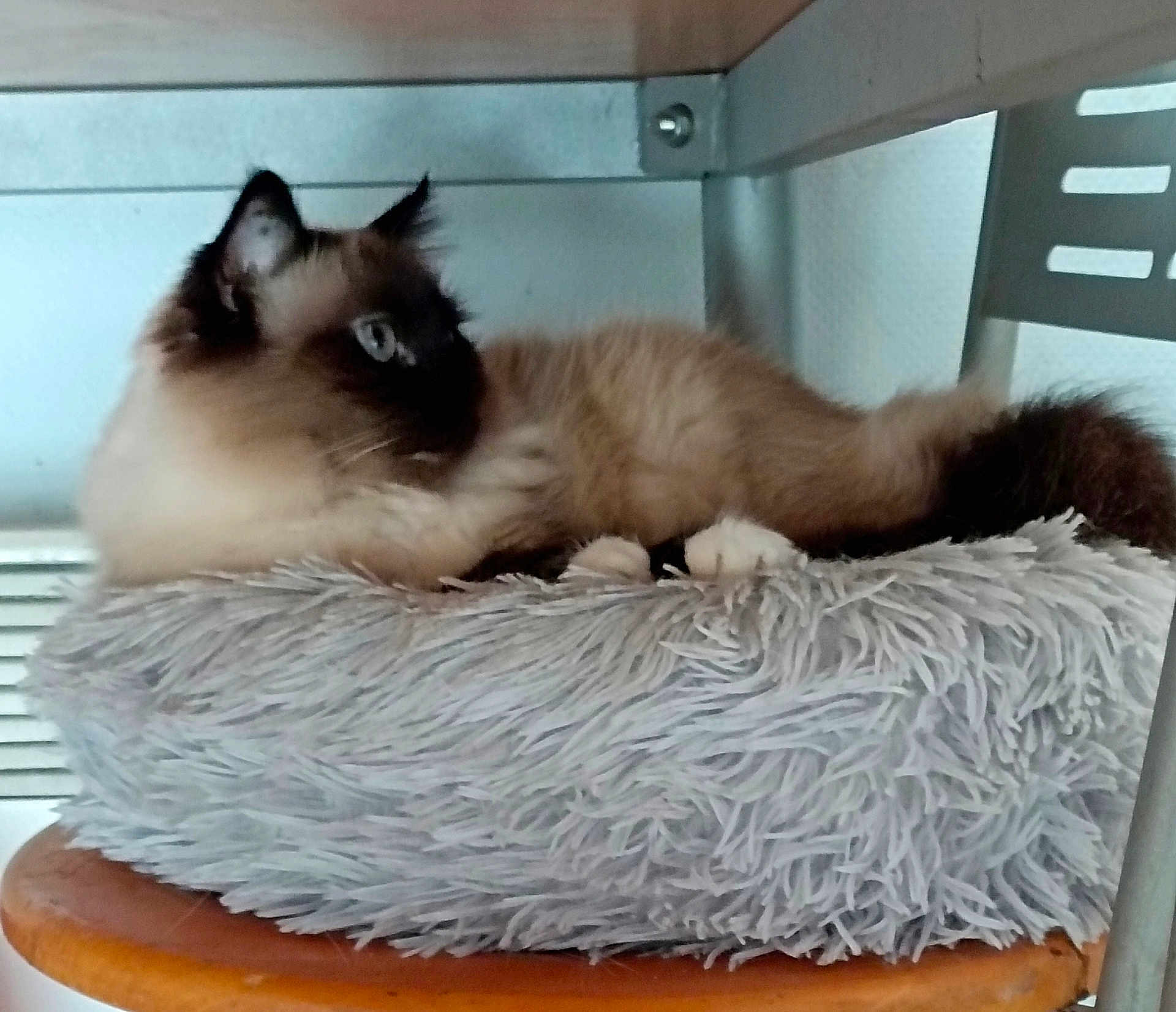 Jaïna participe au concours pour gagner de l'argent avec cette photo : cat, siamese_cat, fluffy, bed, gray_bed, furniture, wood, metal_shelf, indoor, pet, animal, resting, side_view, blue_eyes, fur, cozy, relaxed, whiskers, paws, looking_away