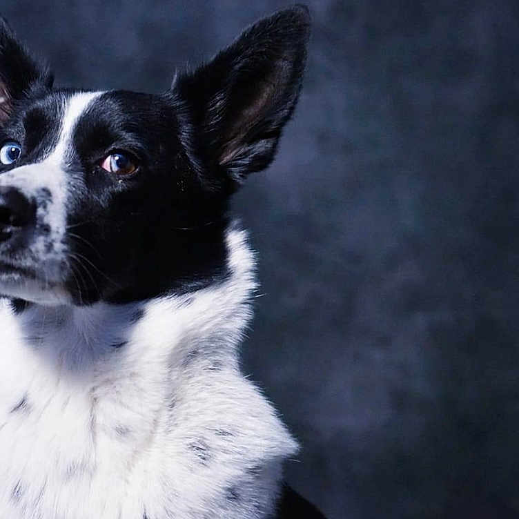 Gaia participe au concours pour gagner de l'argent avec cette photo : accessories, animal, bostonbull, bulldog, canine, chihuahua, cockerspaniel, collar, collie, dog, germanshepherd, hound, husky, leash, pet, pointer, puppy, snout, strap, whitedog