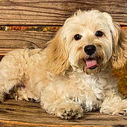 Linguine is registered to the contest to win money with this photo: animal, autumn, bench, brown, canine, cute, dog, fall, friendly, fur, happy, nature, outdoor, pet, portrait, puppy, relaxed, resting, tongue, wood