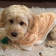 Linguine joined the competition — help win amazing prizes! dog, puppy, pet, indoor, rug, blanket, toy, superhero_toy, cozy, fur, animal, cute, small_dog, clothing, laying_down, carpet, brown, white, soft, domestic_animal