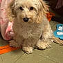 Linguine joined the competition — help win amazing prizes! dog, puppy, curly_fur, cream_color, indoor, floor, tile_floor, blanket, pet, cute, small_dog, fur, ears, sitting, looking, animal, household, cozy, companion, domestic
