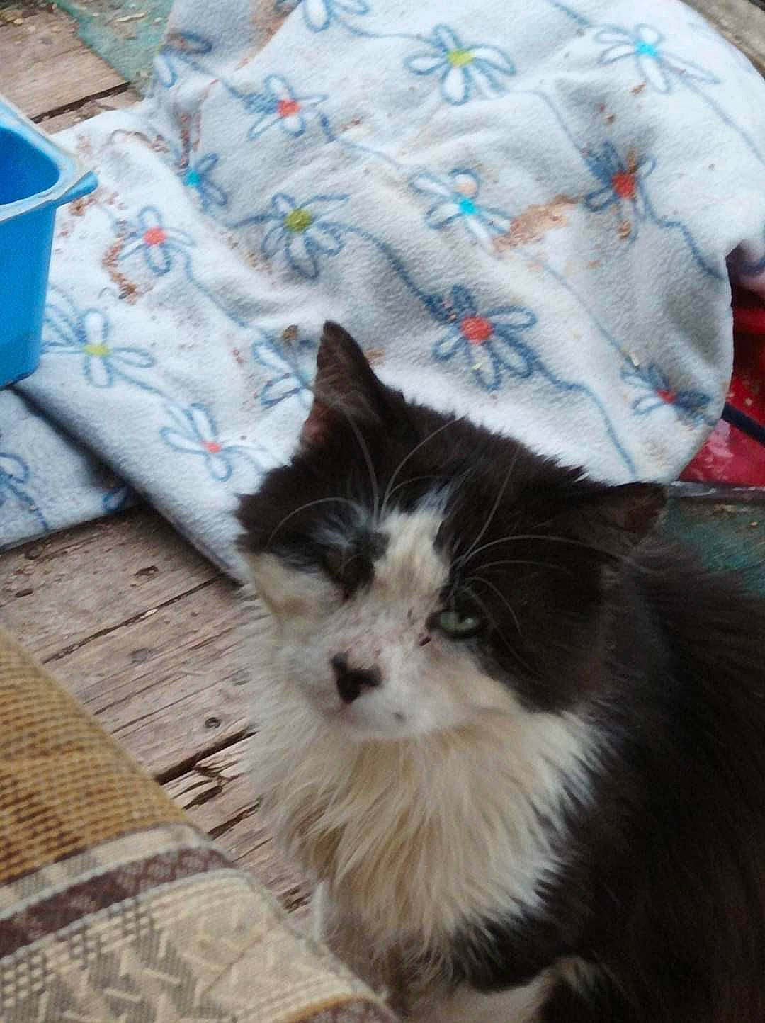 Pirate participe au concours pour gagner de l'argent avec cette photo : bag, blue, carnivore, cat, comfort, companion_dog, domestic_short_haired_cat, felidae, flooring, fur, grey, hardwood, linens, pattern, paw, small_to_medium_sized_cats, snout, tail, whiskers, wood