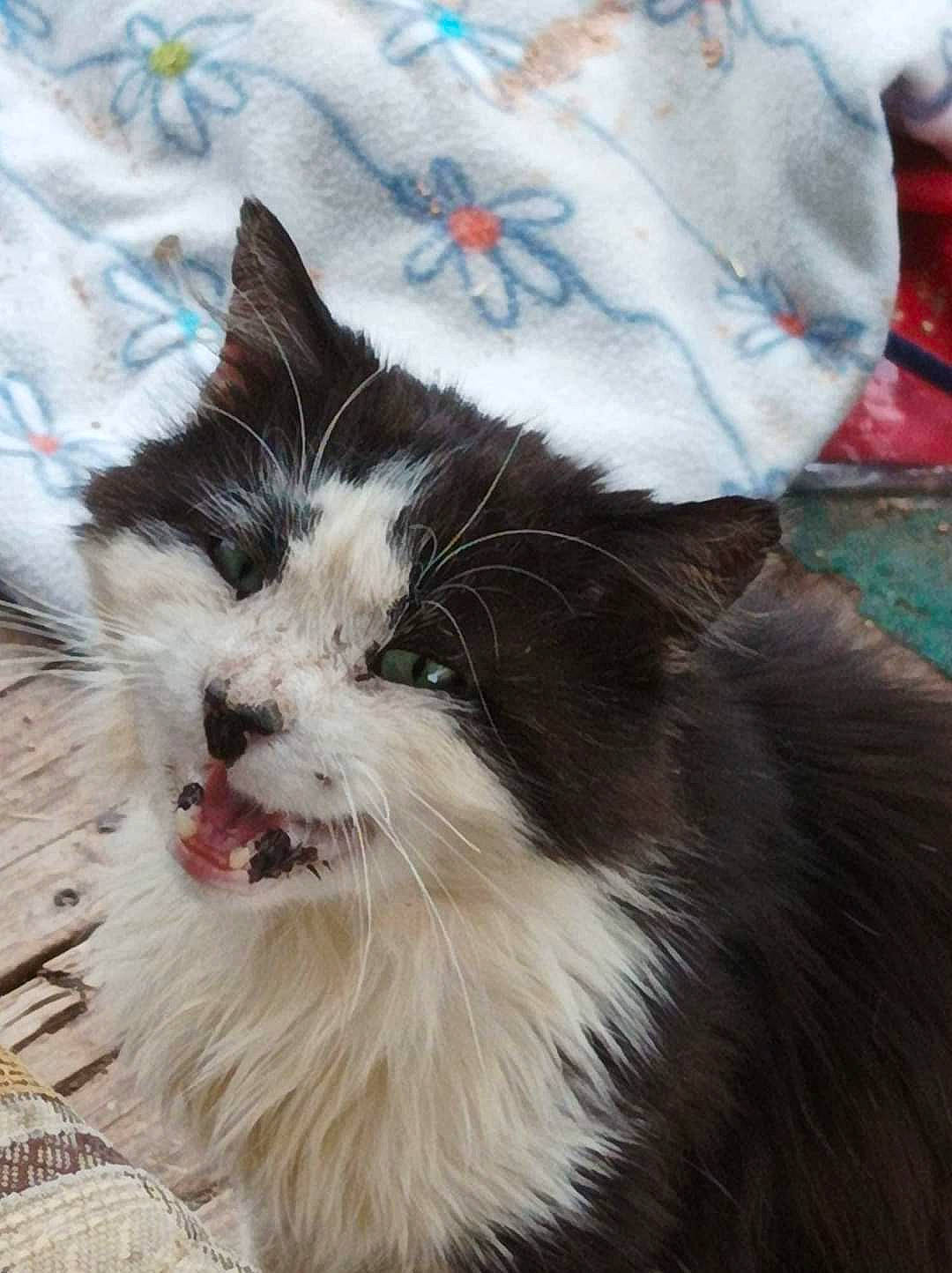 Pirate participe au concours pour gagner de l'argent avec cette photo : carnivore, cat, claw, comfort, companion_dog, dog_breed, eye, felidae, foot, fur, pattern, paw, plant, small_to_medium_sized_cats, snout, tail, terrestrial_animal, whiskers