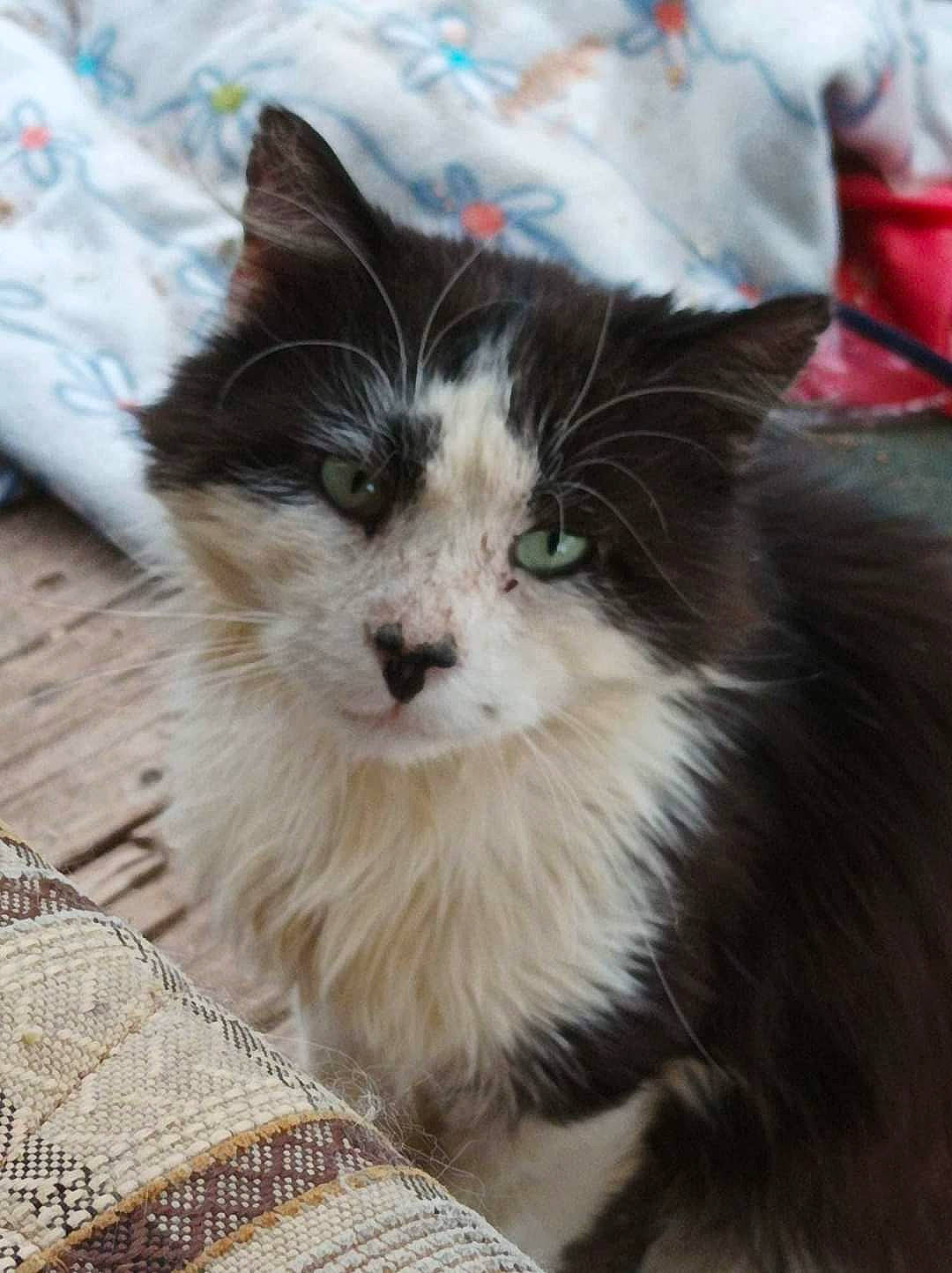 Pirate participe au concours pour gagner de l'argent avec cette photo : box, carnivore, cat, claw, companion_dog, domestic_short_haired_cat, fawn, felidae, fur, grass, iris, maine_coon, paw, sitting, small_to_medium_sized_cats, snout, tail, terrestrial_animal, whiskers