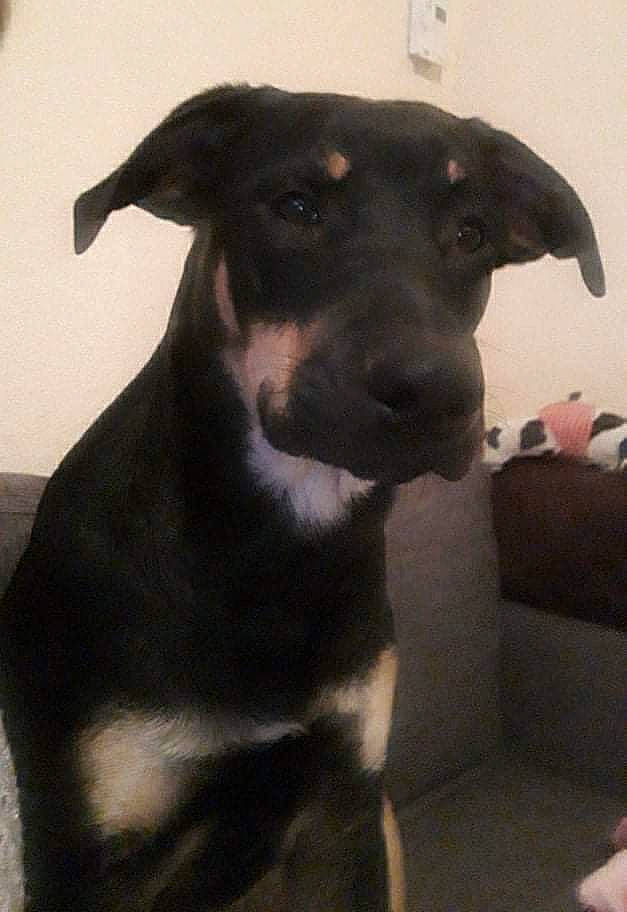 Diablo a rejoint le concours — aidez-le/la à gagner de superbes lots ! borador, canidae, carnivore, collar, companion_dog, dog, dog_breed, dog_collar, fawn, fur, guard_dog, hunting_dog, jaw, non_sporting_group, pet_supply, sporting_group, terrestrial_animal, whiskers, working_animal, working_dog