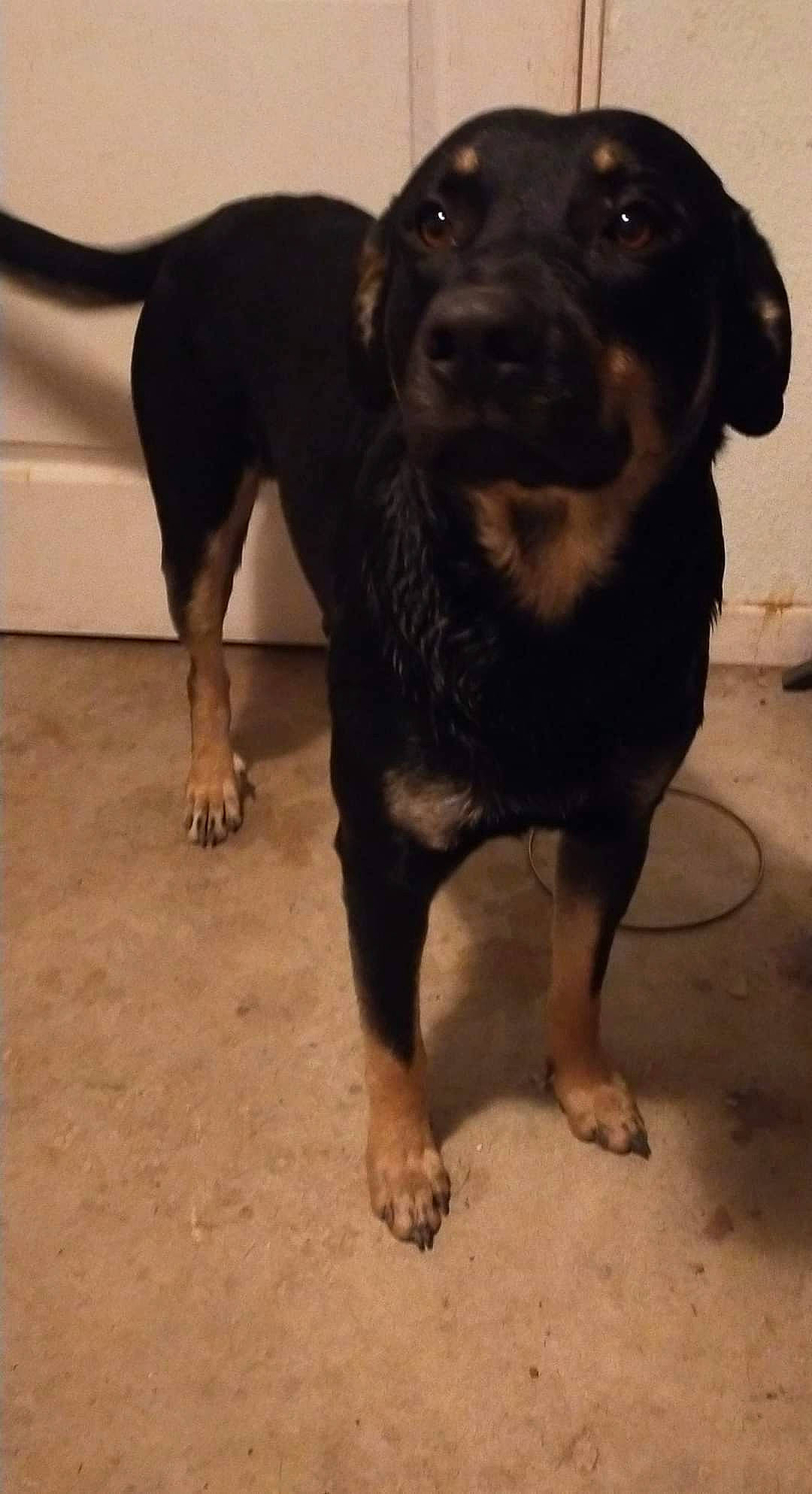 Diablo a rejoint le concours — aidez-le/la à gagner de superbes lots ! borador, canidae, carnivore, companion_dog, dog, dog_breed, dog_collar, fawn, floor, flooring, foot, fur, guard_dog, gun_dog, liver, snout, sporting_group, terrestrial_animal, working_animal, working_dog