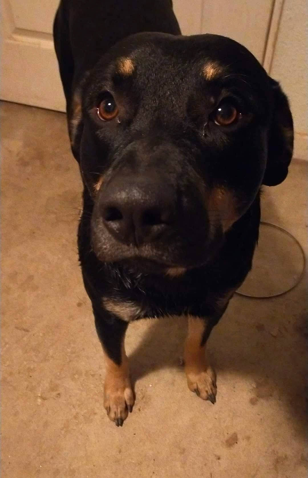 Diablo a rejoint le concours — aidez-le/la à gagner de superbes lots ! borador, canidae, carnivore, companion_dog, dog, dog_breed, dog_collar, fawn, fur, guard_dog, gun_dog, hunting_dog, liver, non_sporting_group, puppy, sporting_group, terrestrial_animal, whiskers, working_animal, working_dog