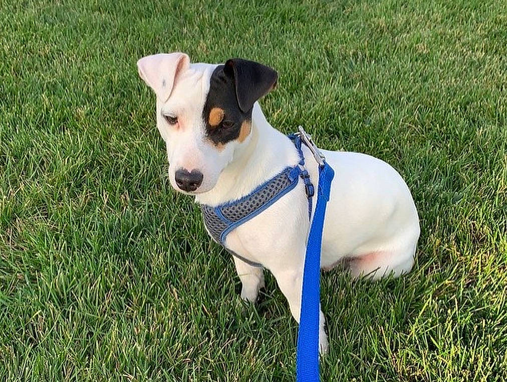 Ryder joined the competition — help win amazing prizes! bow_tie, carnivore, collar, companion_dog, dog, dog_breed, dog_collar, dog_supply, fashion_accessory, grass, irishjacks, leash, monoplane, pet_supply, plant, sporting_group, terrier, whiskers, working_animal