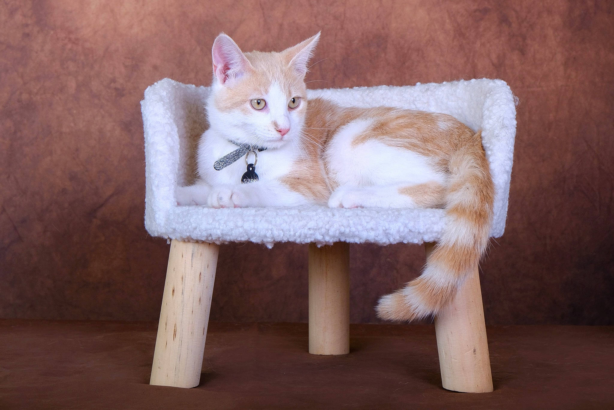 Guizmo a rejoint le concours — aidez-le/la à gagner de superbes lots ! art, carnivore, cat, cat_furniture, cat_supply, chair, comfort, domestic_short_haired_cat, fawn, felidae, fur, furniture, hardwood, paw, pet_supply, sitting, small_to_medium_sized_cats, tail, whiskers, wood