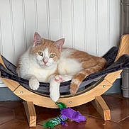 Guizmo participe au concours pour gagner de l'argent avec cette photo : cat, orange_and_white_cat, hammock, wooden_hammock, cat_toy, green_feathers, purple_fabric, tiled_floor, brown_tiles, indoor, pet, feline, resting_cat, white_wall, paneled_wall, relaxed, animal, domestic_cat, looking_at_camera, cozy