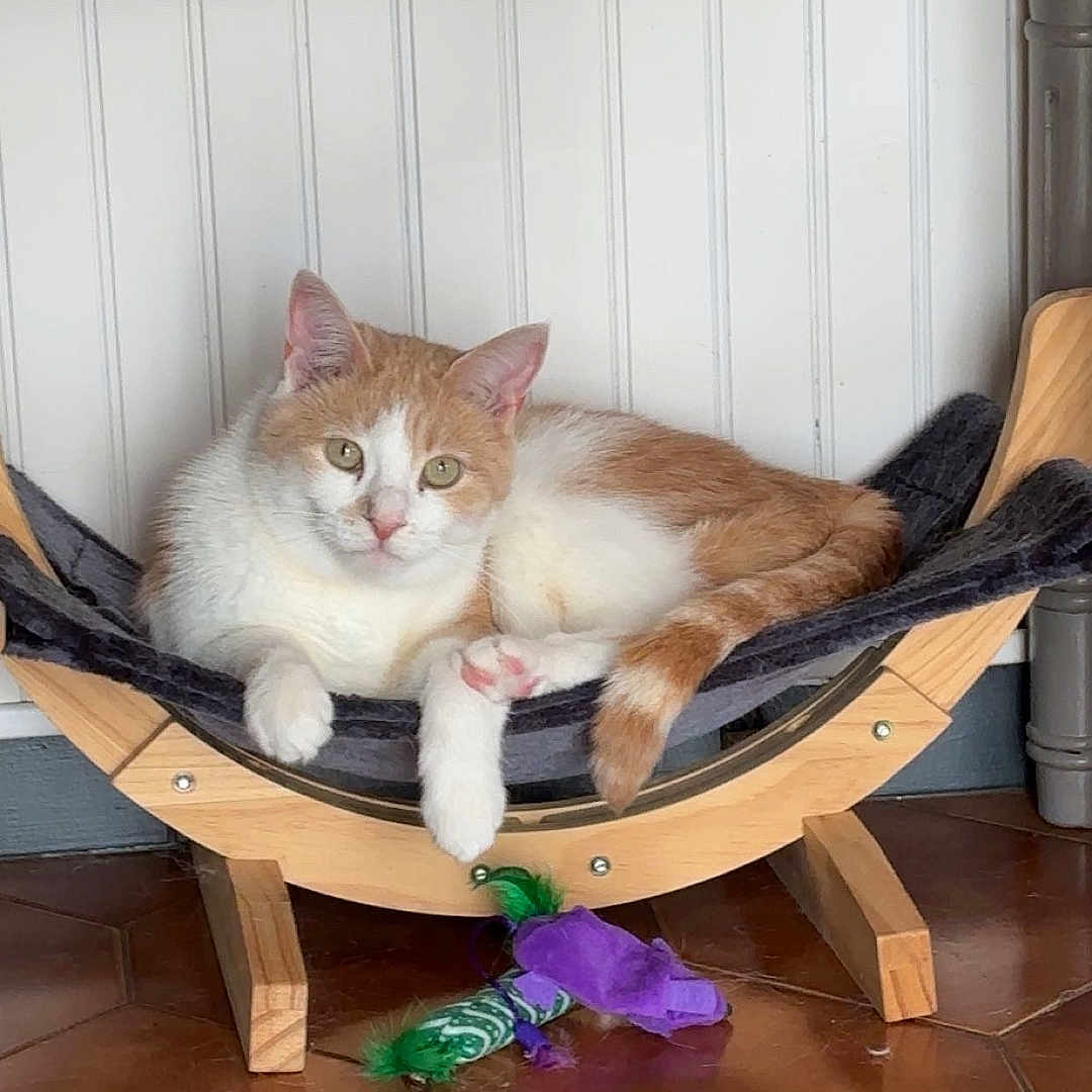 Guizmo participe au concours pour gagner de l'argent avec cette photo : animal, brown_tiles, cat, cat_toy, cozy, domestic_cat, feline, green_feathers, hammock, indoor, looking_at_camera, orange_and_white_cat, paneled_wall, pet, purple_fabric, relaxed, resting_cat, tiled_floor, white_wall, wooden_hammock