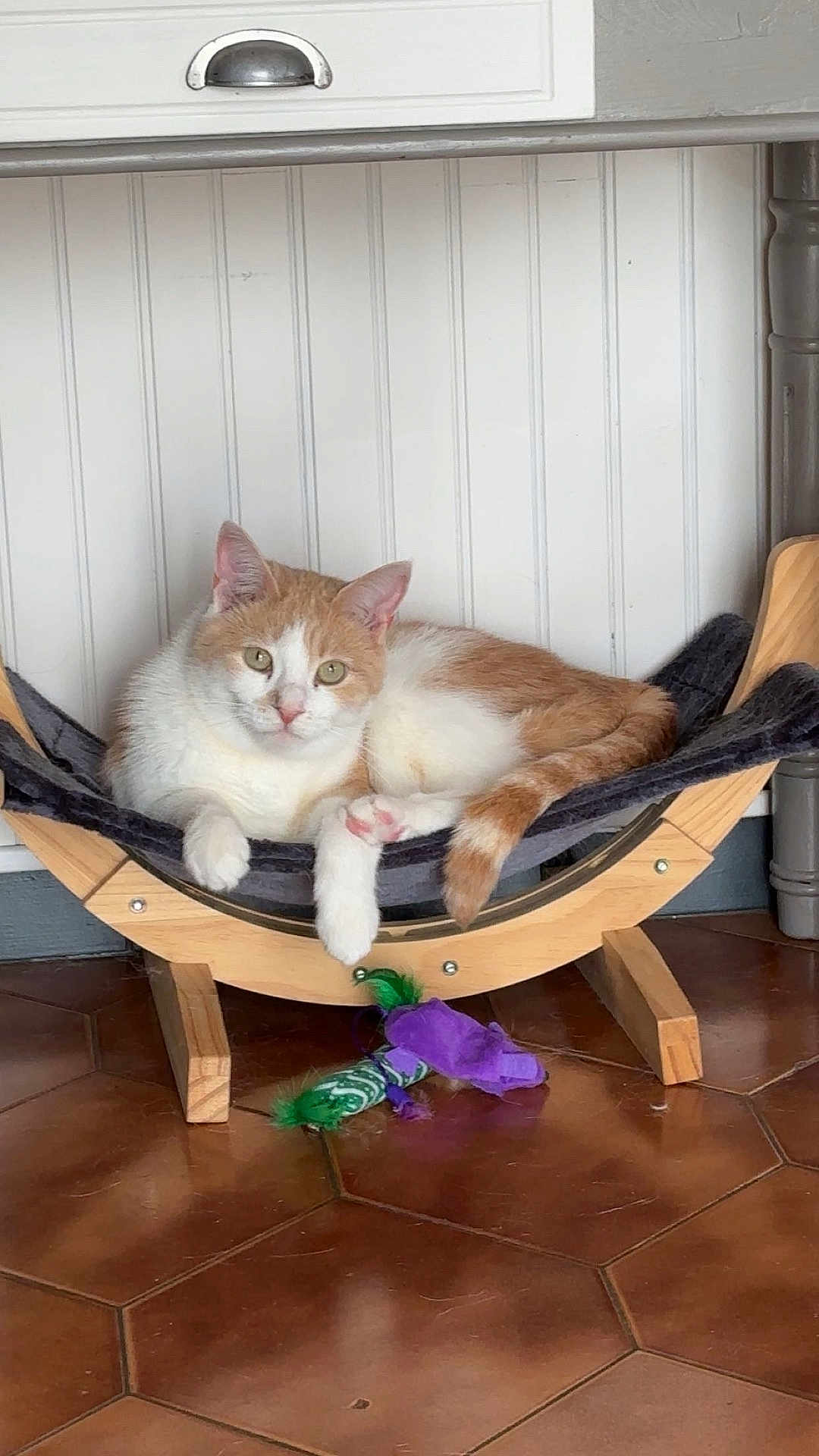 Guizmo participe au concours pour gagner de l'argent avec cette photo : cat, orange_and_white_cat, hammock, wooden_hammock, cat_toy, green_feathers, purple_fabric, tiled_floor, brown_tiles, indoor, pet, feline, resting_cat, white_wall, paneled_wall, relaxed, animal, domestic_cat, looking_at_camera, cozy