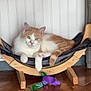 Guizmo a rejoint le concours — aidez-le/la à gagner de superbes lots ! cat, orange_and_white_cat, hammock, wooden_hammock, cat_toy, green_feathers, purple_fabric, tiled_floor, brown_tiles, indoor, pet, feline, resting_cat, white_wall, paneled_wall, relaxed, animal, domestic_cat, looking_at_camera, cozy