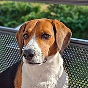 Lino participe au concours pour gagner de l'argent avec cette photo : dog, pet, animal, outdoor, nature, sunlight, portrait, brown, white, black, beagle, sitting, face, ears, fur, metal_chair, greenery, daylight, expression, close_up