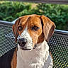 dog, pet, animal, outdoor, nature, sunlight, portrait, brown, white, black, beagle, sitting, face, ears, fur, metal_chair, greenery, daylight, expression, close_up