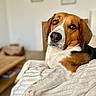 Lino participe au concours pour gagner de l'argent avec cette photo : dog, beagle, pet, indoor, relaxed, blanket, brown_eyes, white_fur, brown_fur, black_fur, portrait, close_up, furniture, homedecor, cozy, resting, animal, cute, companion, canine