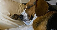 Lino participe au concours pour gagner de l'argent avec cette photo : dog, beagle, sleeping, pillow, blanket, cozy, indoor, resting, pet, fur, brown, white, black, animal, relaxation, cute, calm, comfortable, snuggled, home