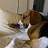 dog, beagle, sleeping, pillow, blanket, cozy, indoor, resting, pet, fur, brown, white, black, animal, relaxation, cute, calm, comfortable, snuggled, home