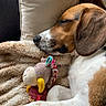 Lino a rejoint le concours — aidez-le/la à gagner de superbes lots ! dog, sleeping, plush_toy, blanket, cushion, resting, cozy, brown, white, paw, ear, snout, indoor, home, pet, relaxation, comfort, fur, closeup, napping