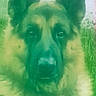 animal, artwork, close_up, dog, ears, eyes, face, front_view, fur, german_shepherd, green_tint, head, indoor, long_hair, nose, portrait, printed_image, serious, standing, wall