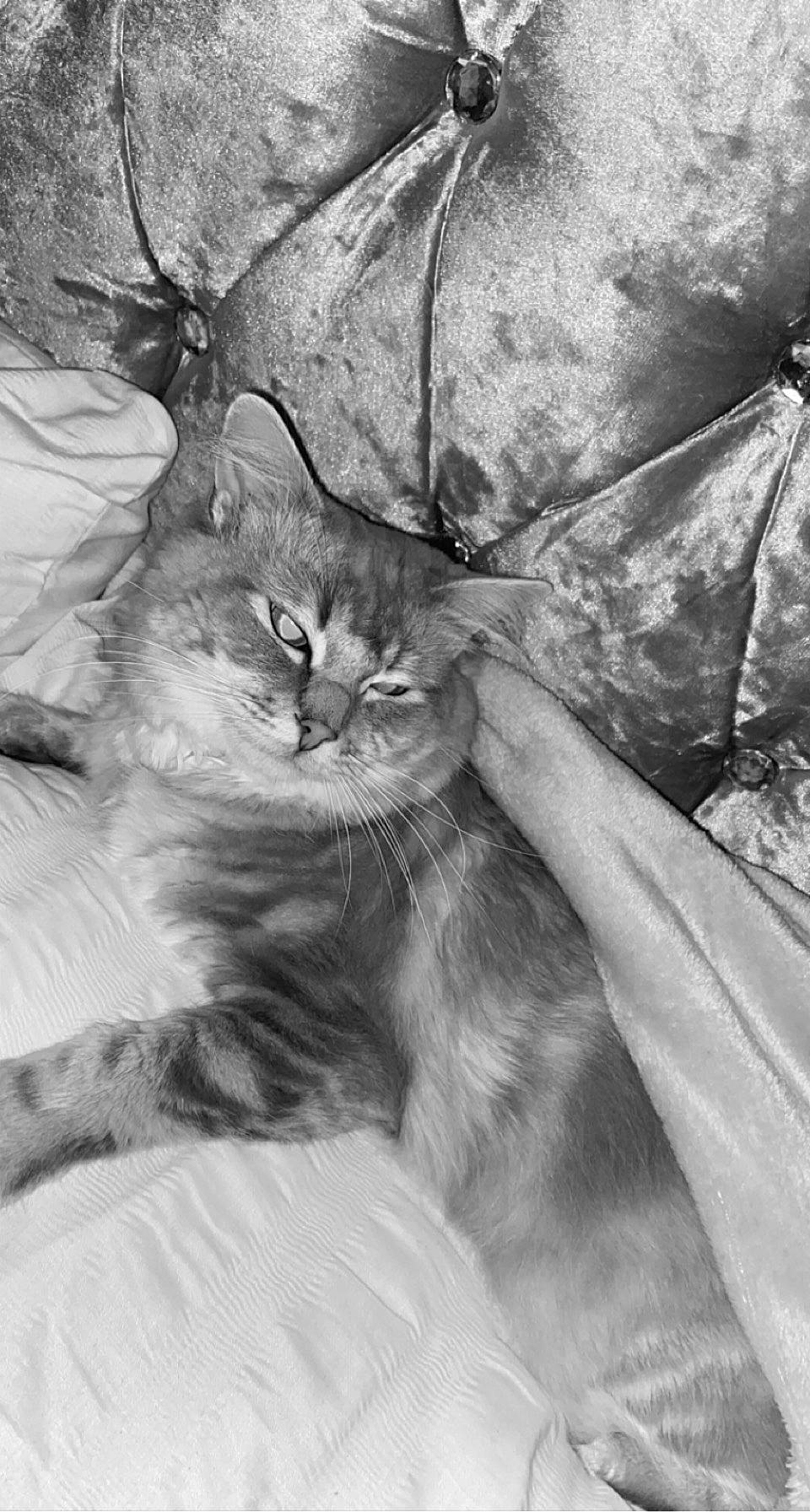 Uno joined the competition — help win amazing prizes! carnivore, cat, felidae, fur, gesture, grey, monochrome, monochrome_photography, plant, small_to_medium_sized_cats, stock_photography, style, tail, terrestrial_animal, whiskers